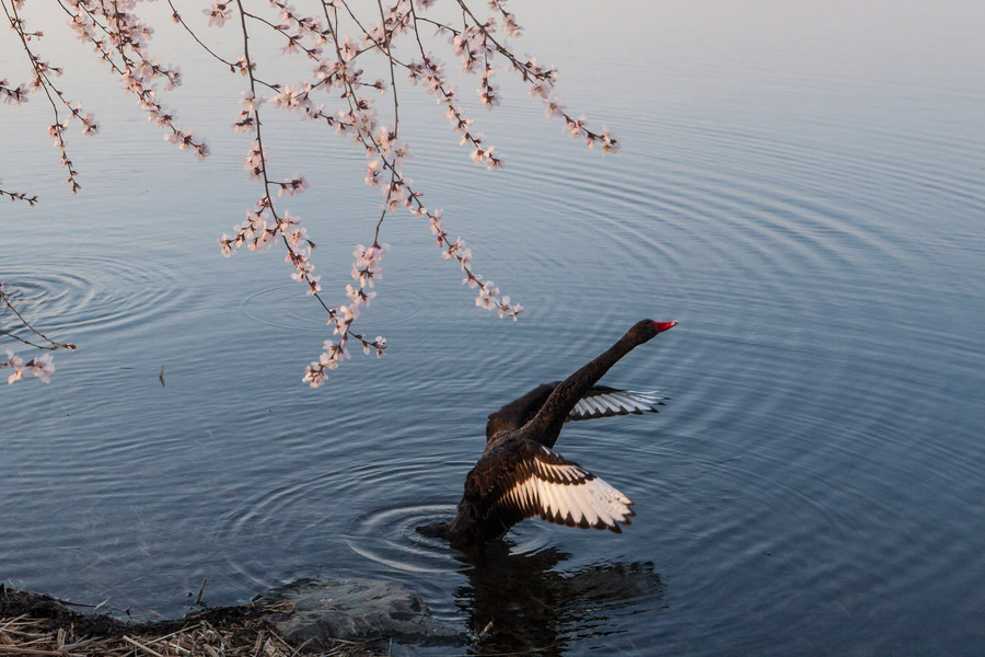 Admiring the spring scenery at the Summer Palace