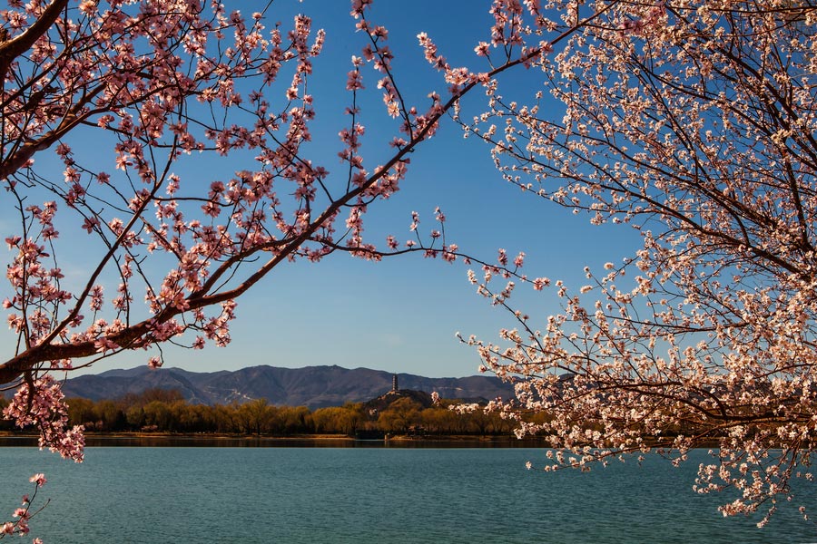 Admiring the spring scenery at the Summer Palace