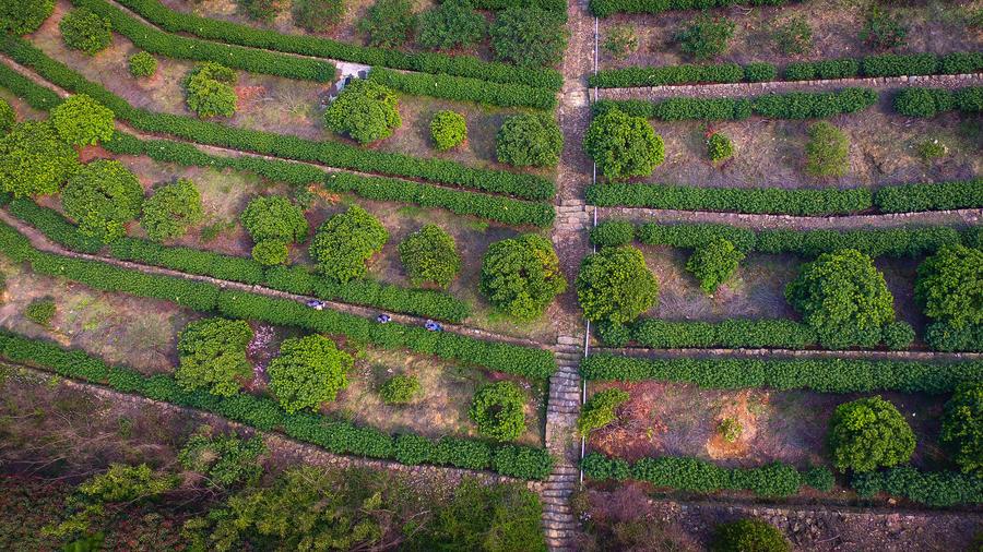 Harvest season for Biluochun tea variety comes to Suzhou