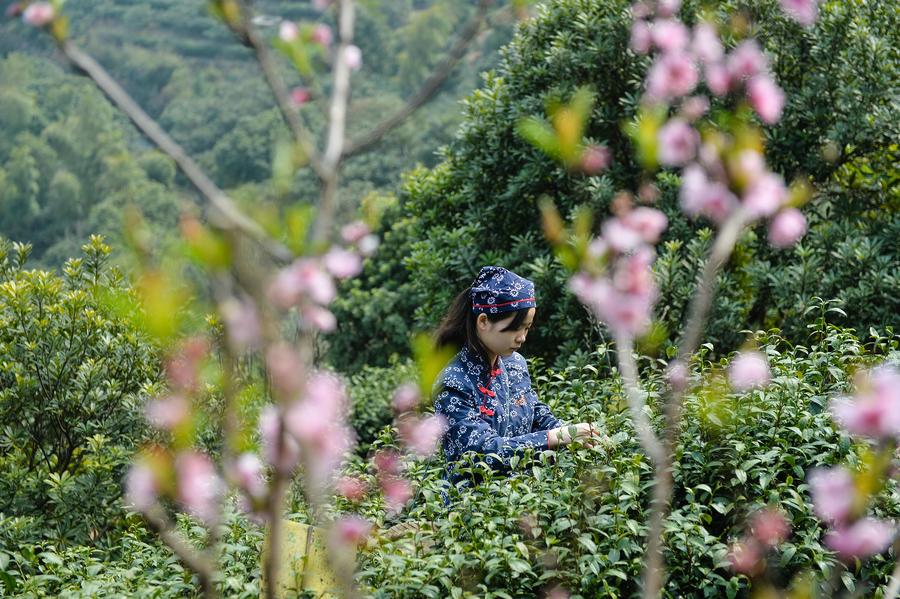 Harvest season for Biluochun tea variety comes to Suzhou