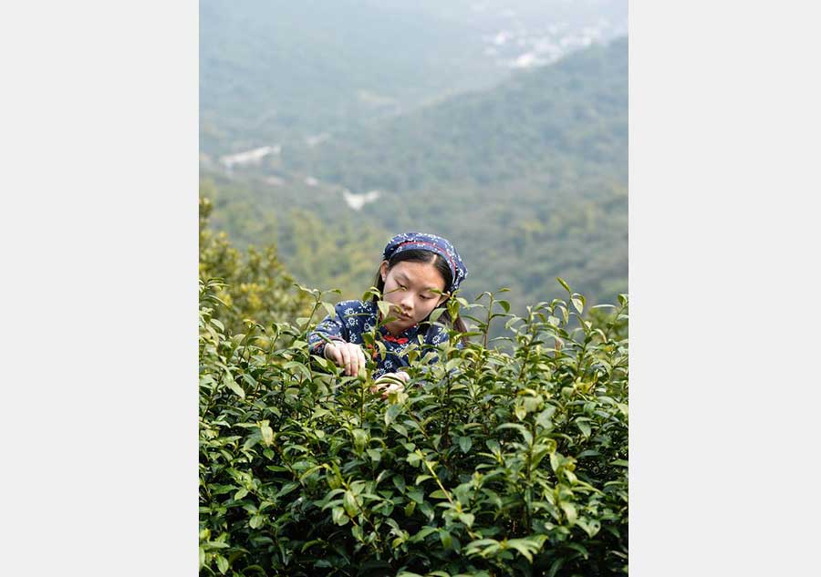 Harvest season for Biluochun tea variety comes to Suzhou