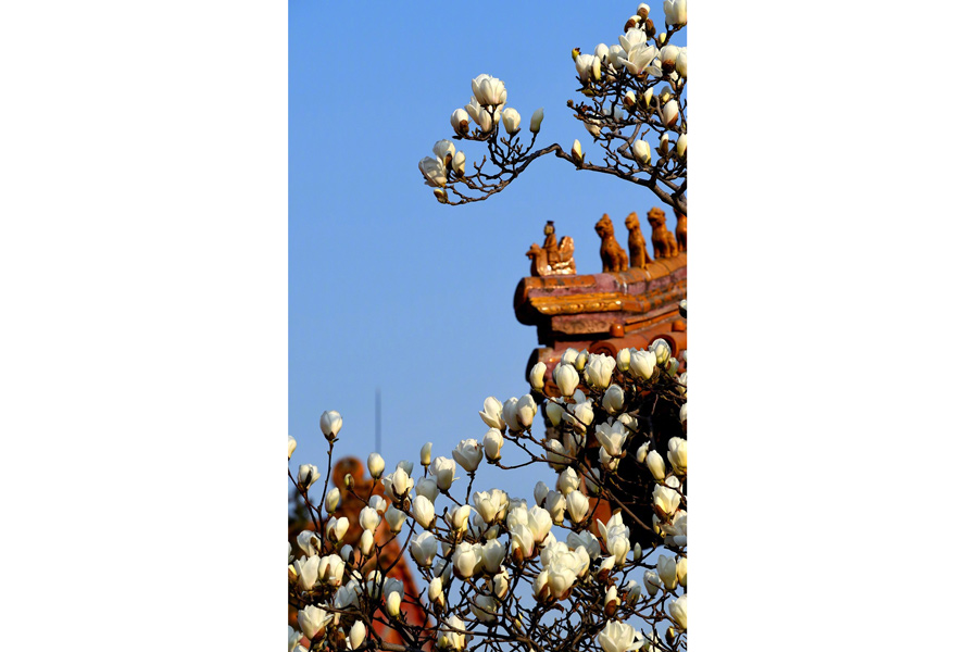 Magnolia flowers signal spring at Forbidden City