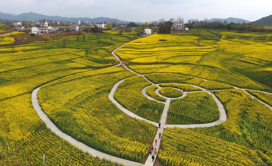 Golden farmland scenes in Hanzhong, Shaanxi province