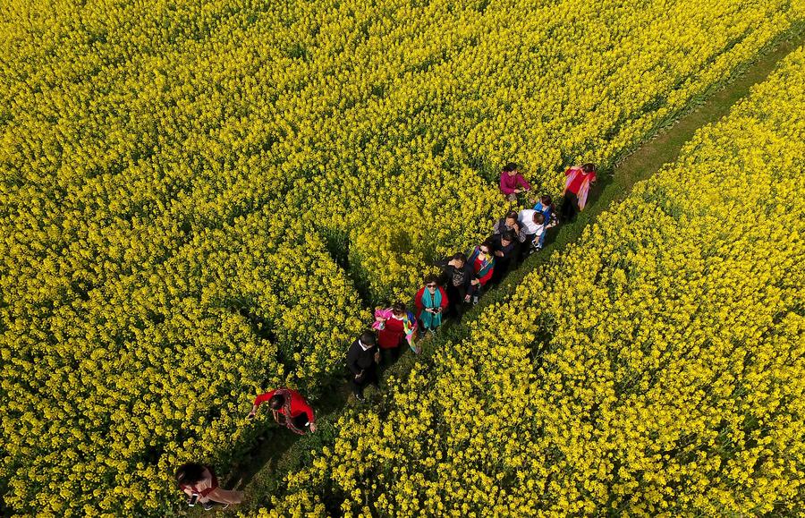 Golden farmland scenes in Hanzhong, Shaanxi province