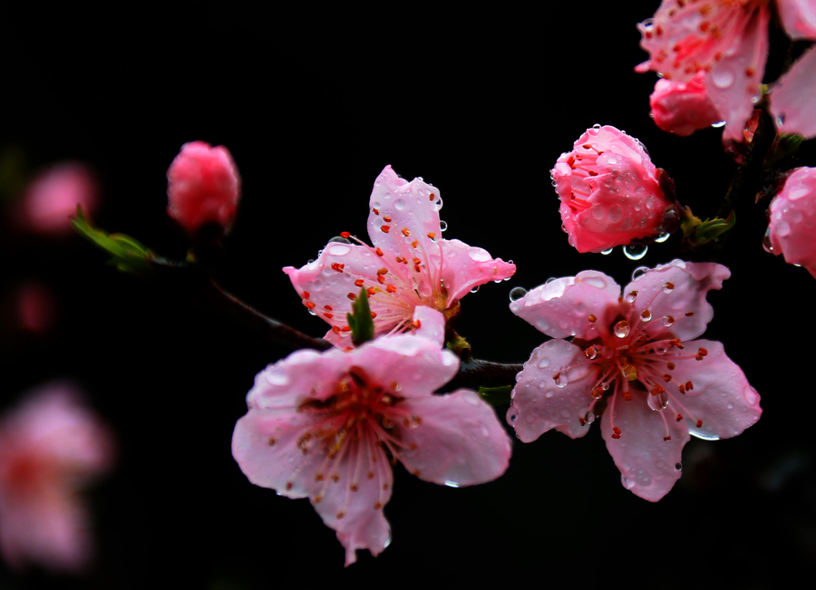 Vibrant peach blossom in East China