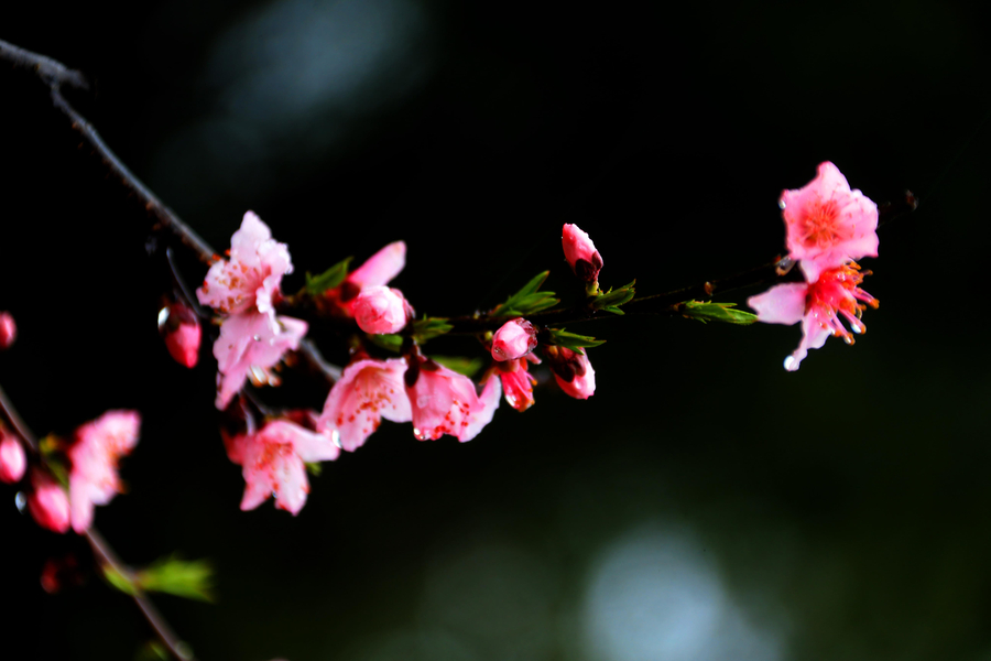 Vibrant peach blossom in East China