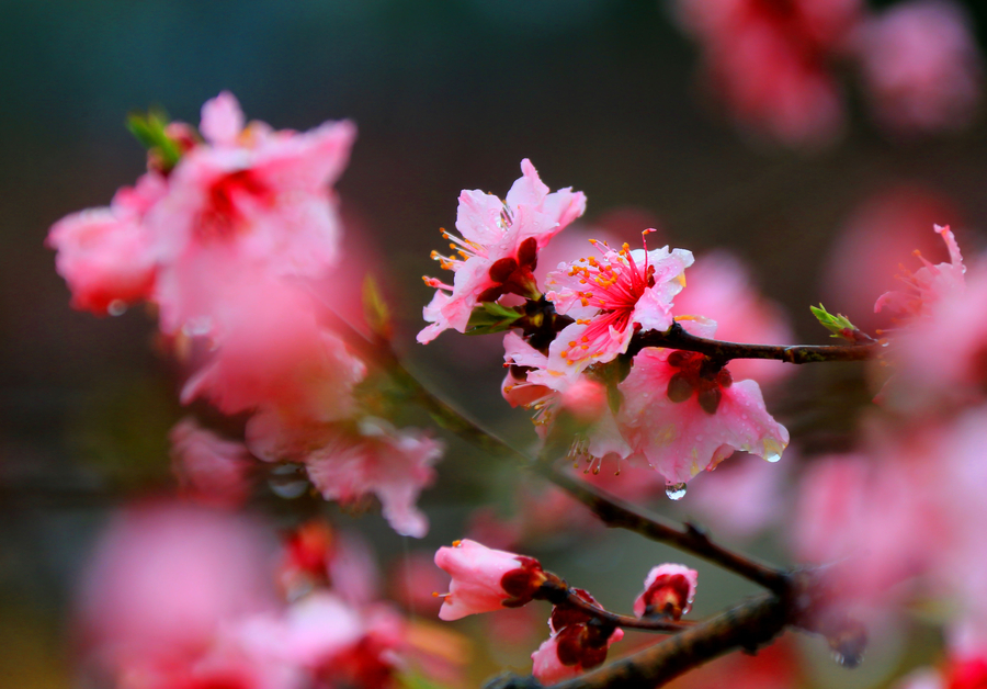 Vibrant peach blossom in East China