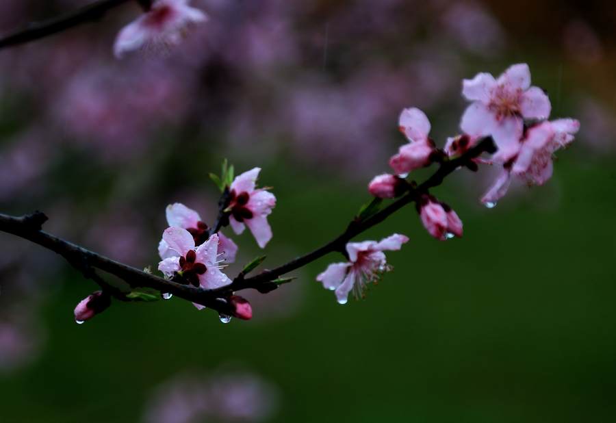 Vibrant peach blossom in East China