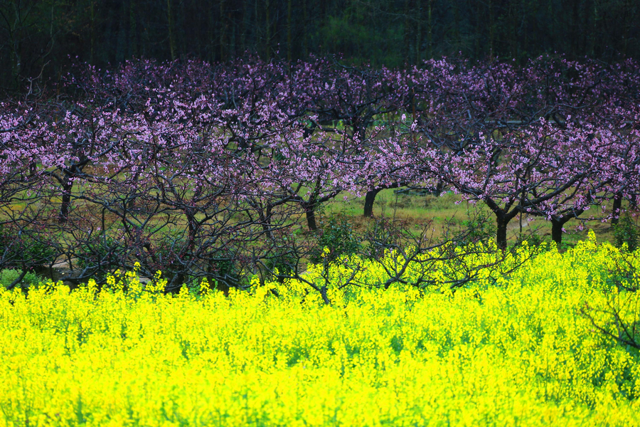 Vibrant peach blossom in East China