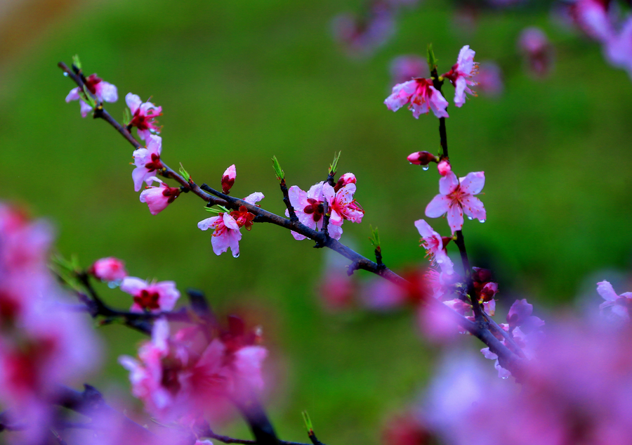 Vibrant peach blossom in East China