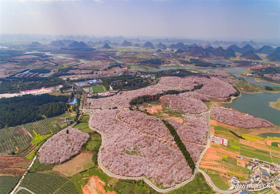 Cherry trees in full blossom attract numerous tourists in Guizhou