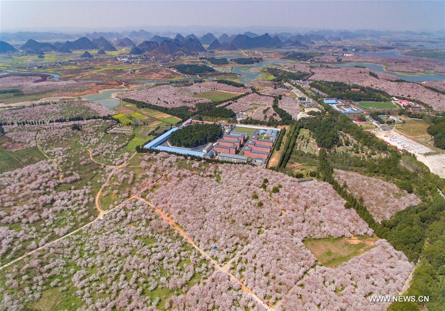 Cherry trees in full blossom attract numerous tourists in Guizhou