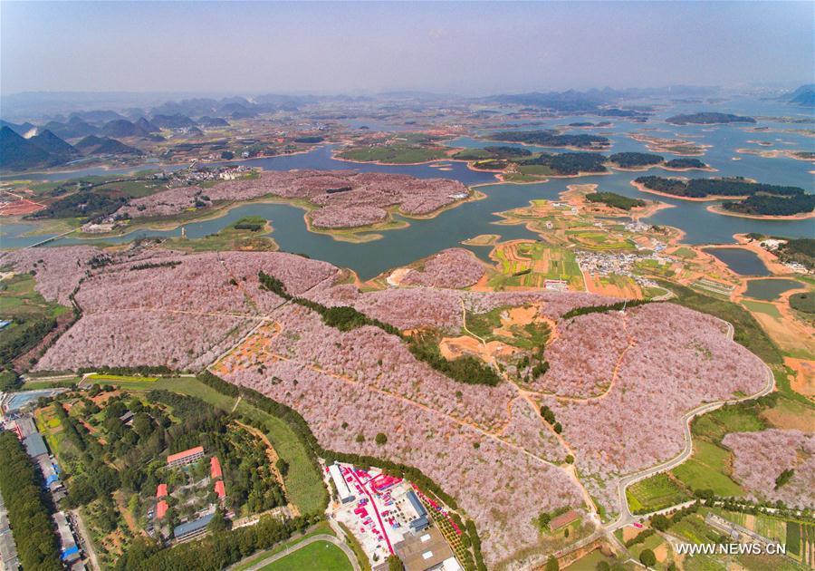 Cherry trees in full blossom attract numerous tourists in Guizhou