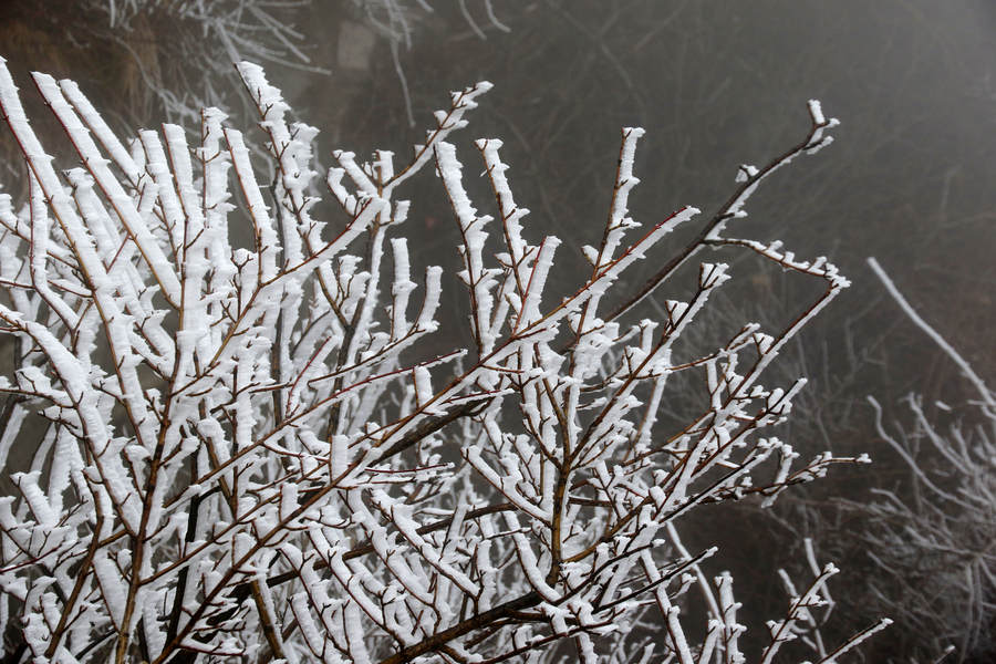 Spectacular glazed ice seen in Nanyang city