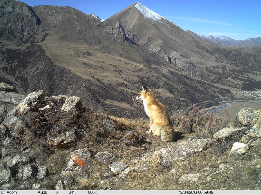 Wildlife diversity increases at planned park