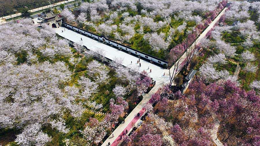 Mesmerizing cherry blossoms in Yanling county, Henan province