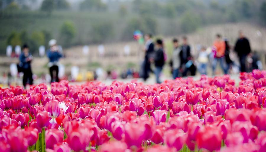 Tourists view tulip flowers in full blossom in Anhui province