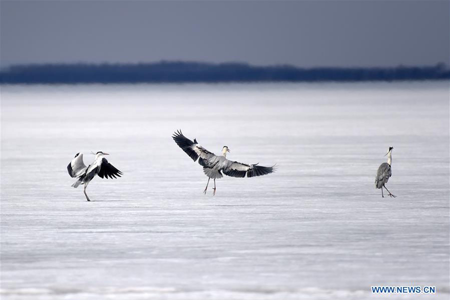 Migratory birds rest on Xingkai Lake on way back to north