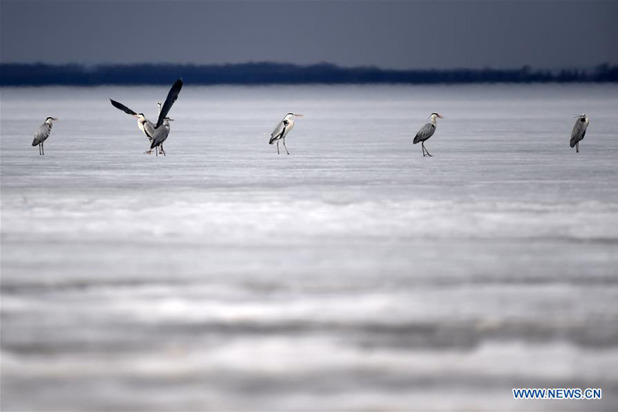 Migratory birds rest on Xingkai Lake on way back to north