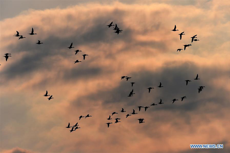 Migratory birds rest on Xingkai Lake on way back to north