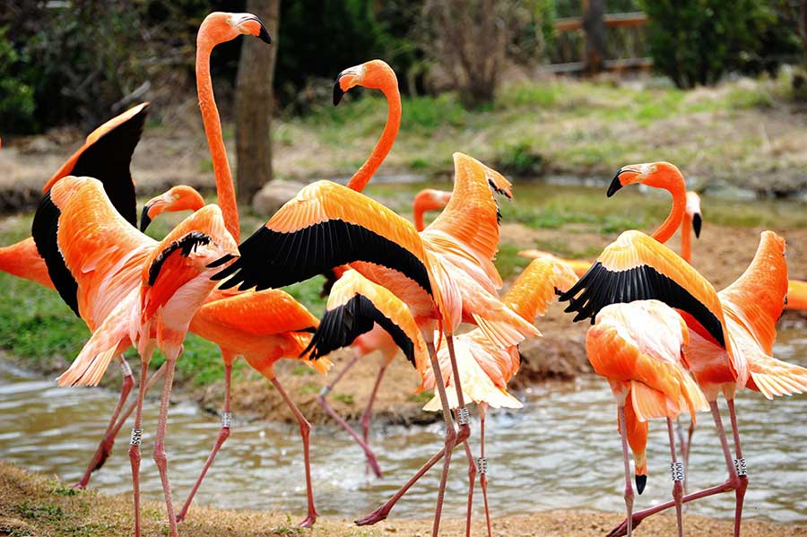 Flamingos energize spring scene