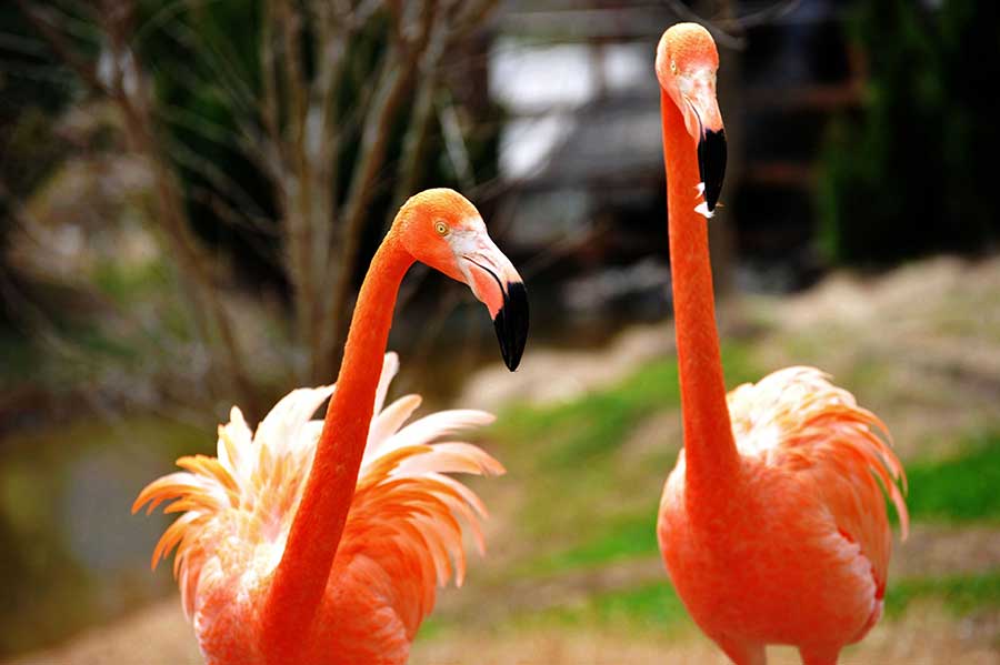 Flamingos energize spring scene