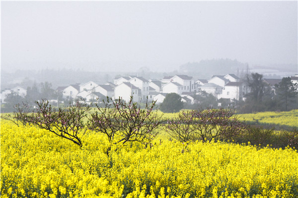 Nanjing's cole fields lure tourists
