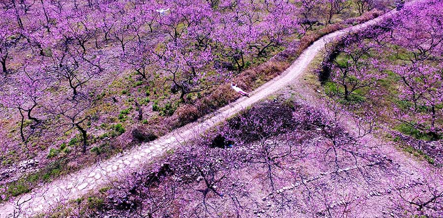 Peach blossoms brighten spring scene in Zhejiang province