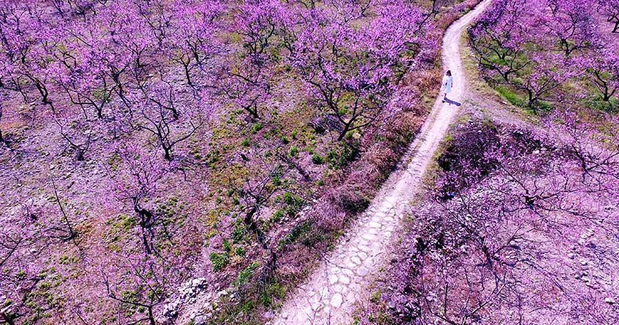 Peach blossoms brighten spring scene in Zhejiang province