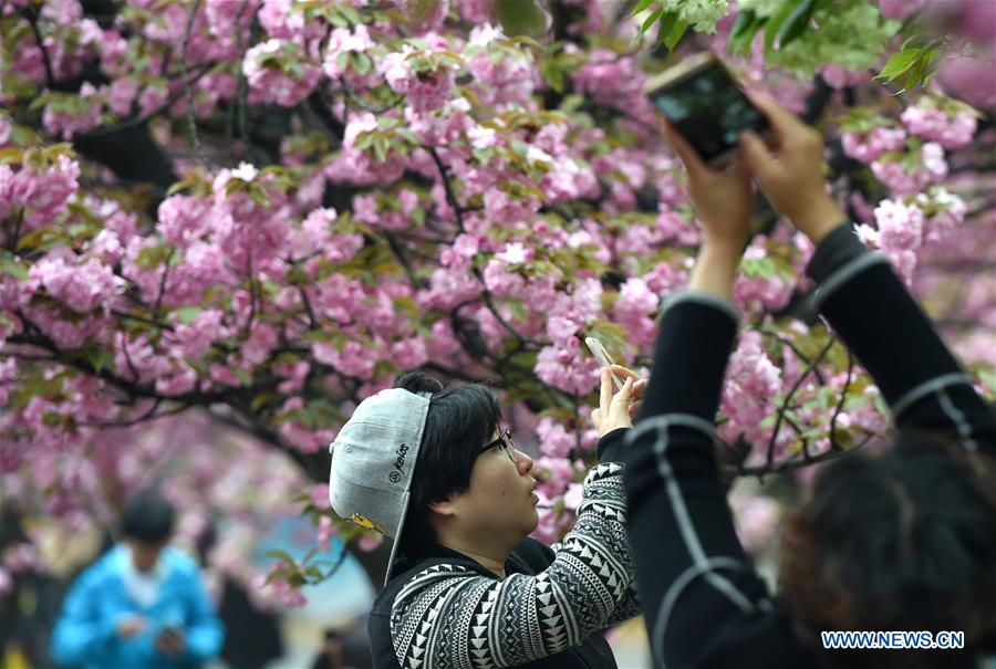 Tourists view cherry flowers in E China's Hefei