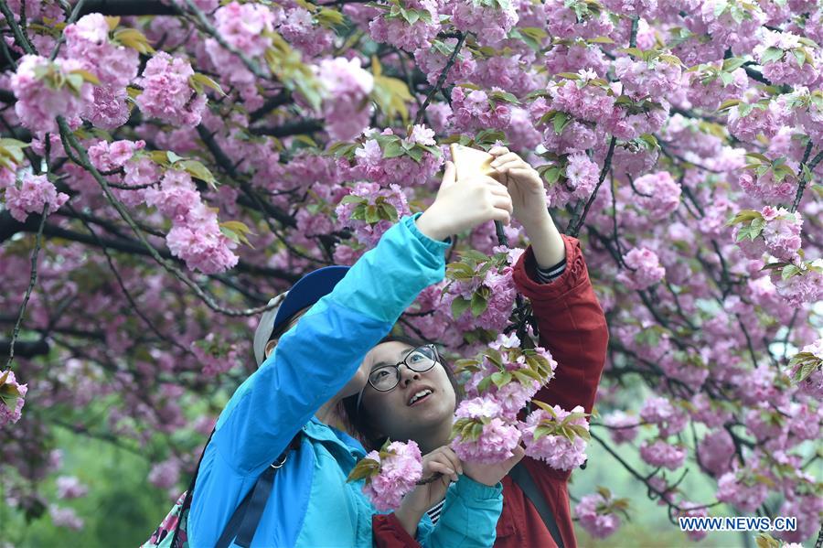 Tourists view cherry flowers in E China's Hefei