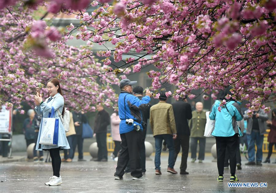 Tourists view cherry flowers in E China's Hefei