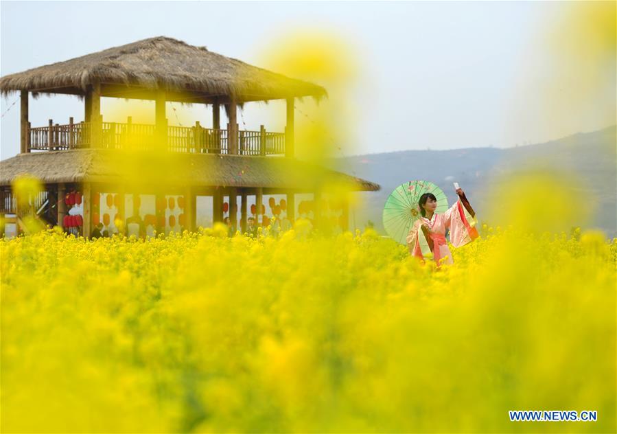 Cole flowers scenery in N China's Hebei