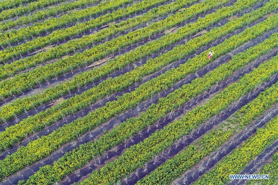 Cole flowers scenery in N China's Hebei