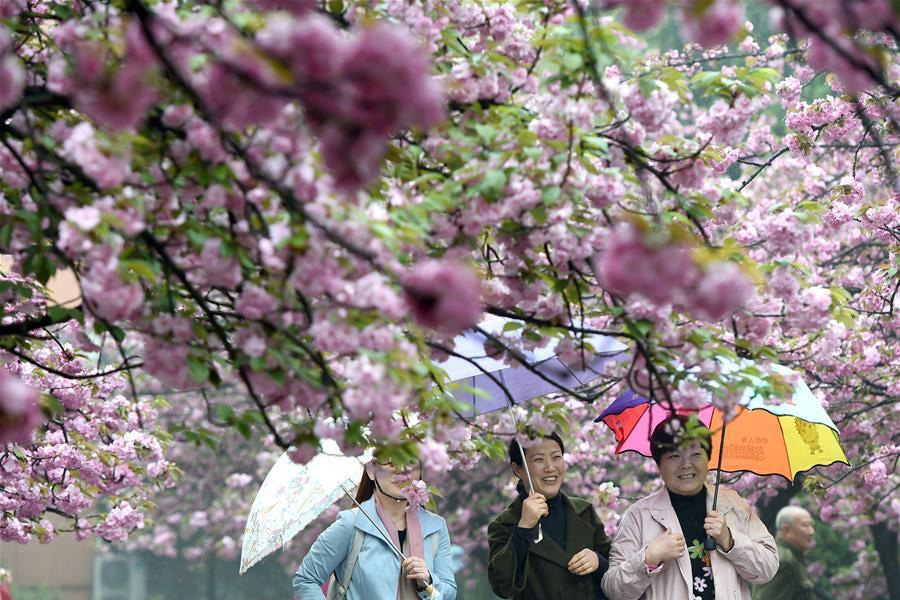 Tourists view cherry flowers in E China's Hefei