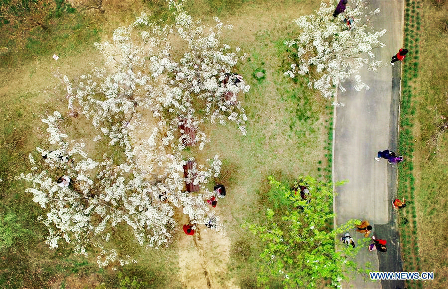 Tourists enjoy themselves under peach trees in Tianjin