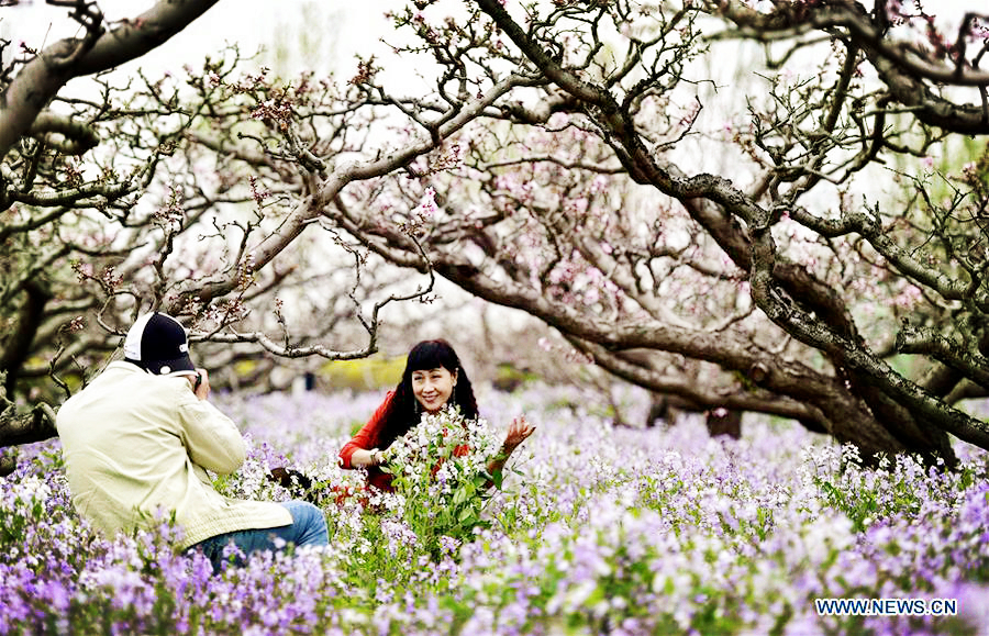 Tourists enjoy themselves under peach trees in Tianjin