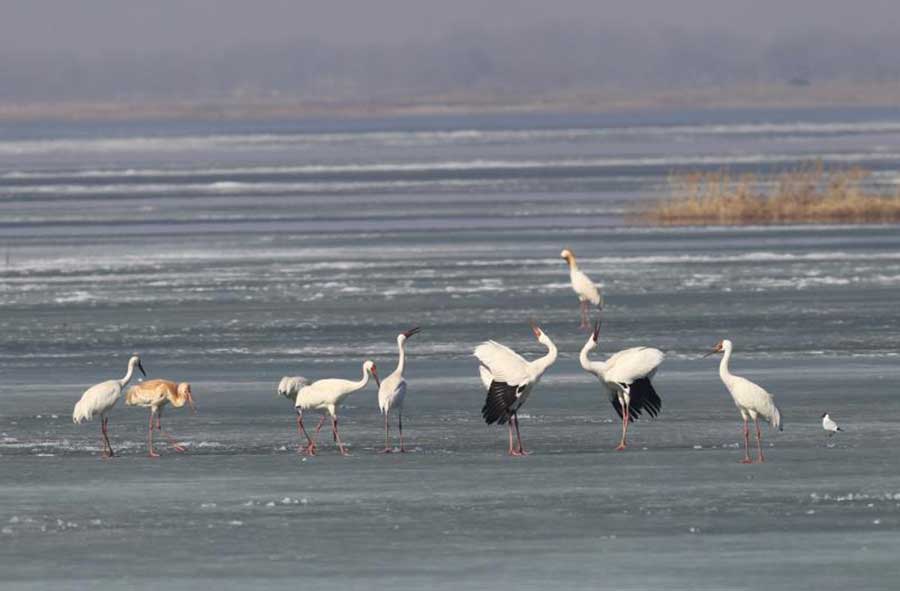White cranes flock to Jilin to spend spring