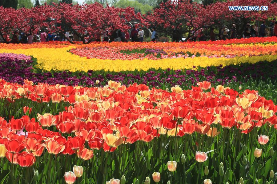 Visitors enjoy view of tulip flowers in Beijing