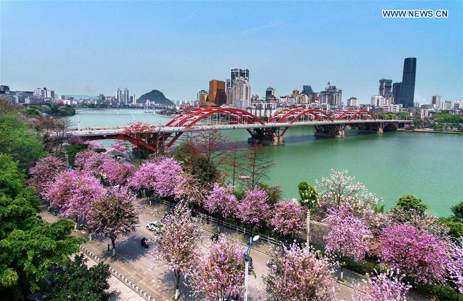 Hong Kong Orchid trees in blossom season in S China