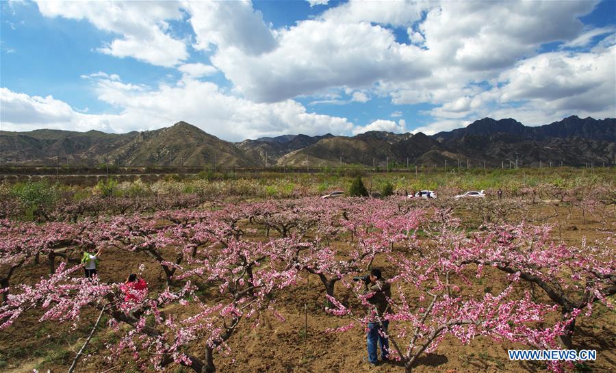 In pics: blooming flowers in Huailai county, N China's Hebei