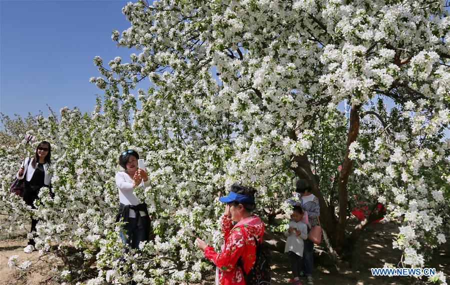 In pics: blooming flowers in Huailai county, N China's Hebei