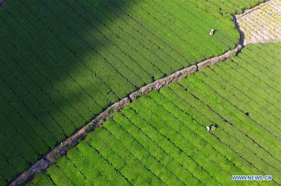 Aerial view of tea gardens in Hubei