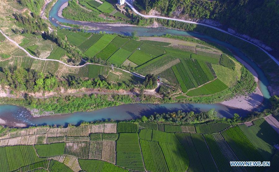 Aerial view of tea gardens in Hubei