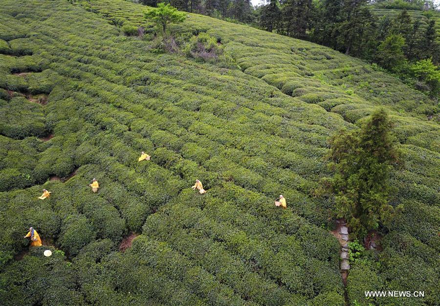 Ceremony marking start of tea picking held in Hubei