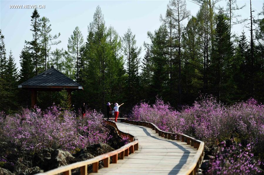 Tourists view azalea at volcanic geological park in NE China