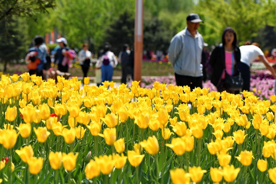 Tourists view tulip flowers in Northeast China
