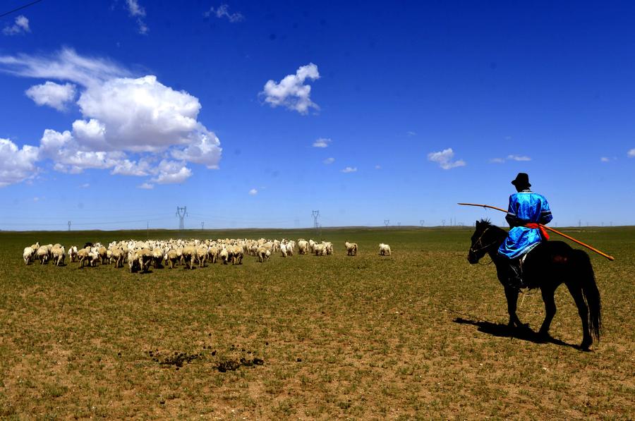 Herds graze on grassland in Inner Mongolia