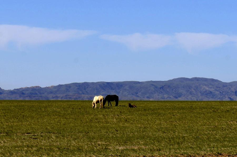 Herds graze on grassland in Inner Mongolia