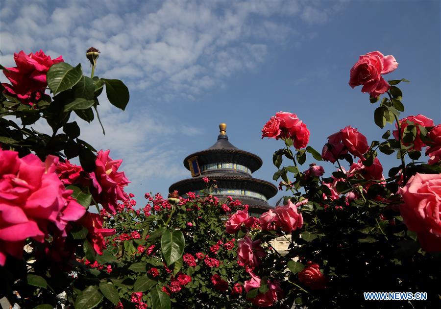 Chinese roses in full blossom in Beijing